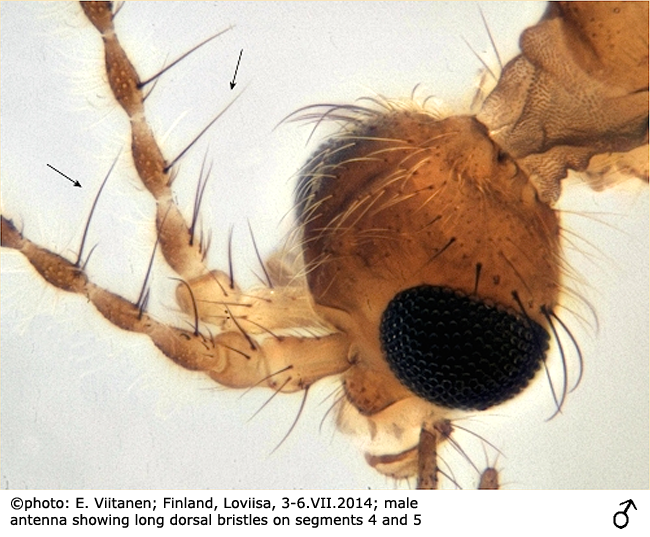 body part(s) - head and antenna