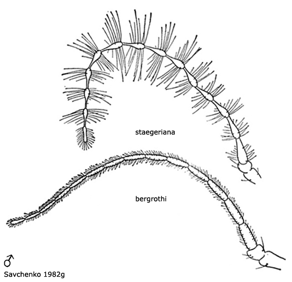 body part(s) - antenna