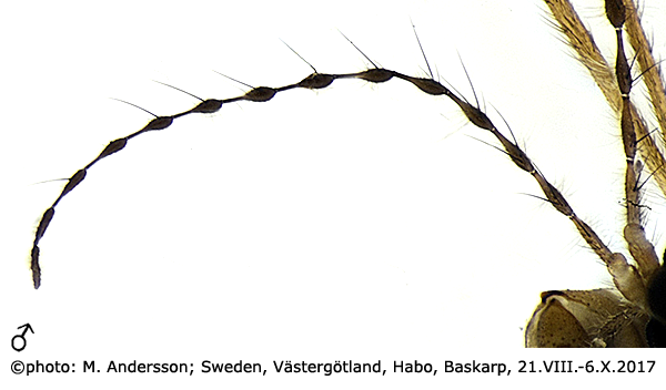 body part(s) - antenna