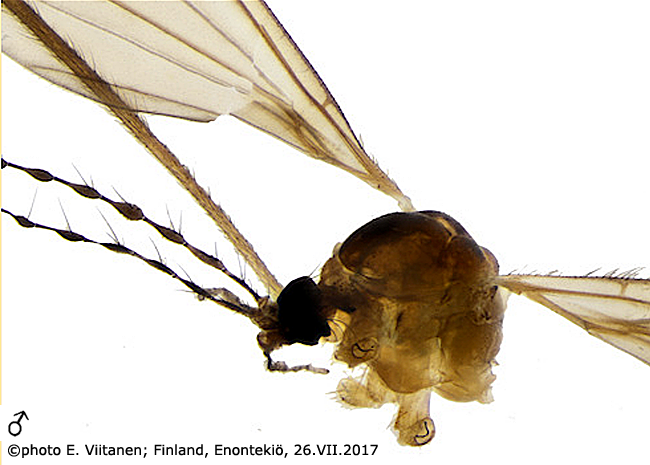body part(s) - head and thorax