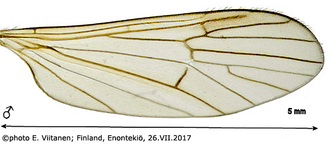 wing
