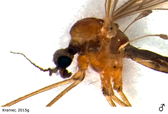 body part(s) - head and thorax