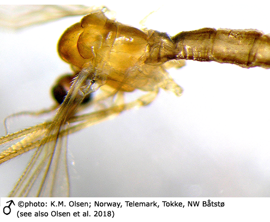 body part(s) - head and thorax