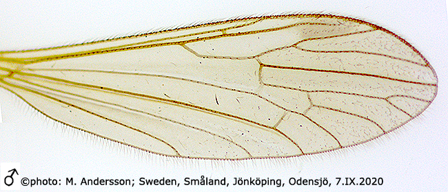 wing