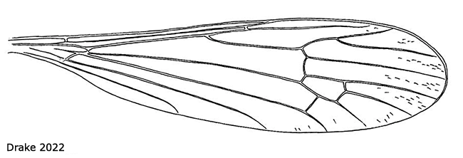 wing