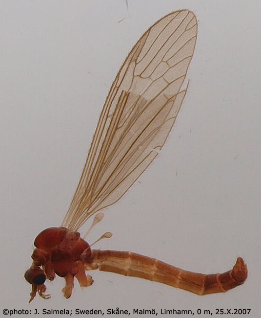 habitus - male