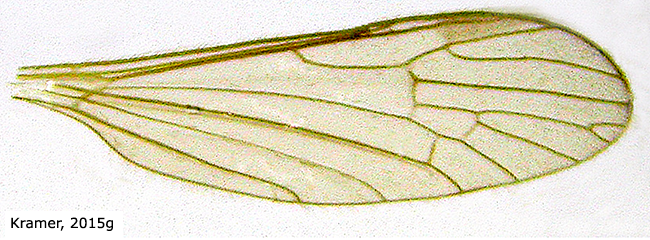 wing