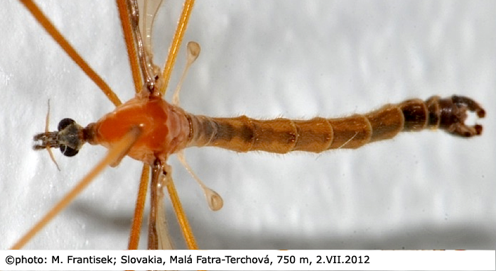 habitus - male