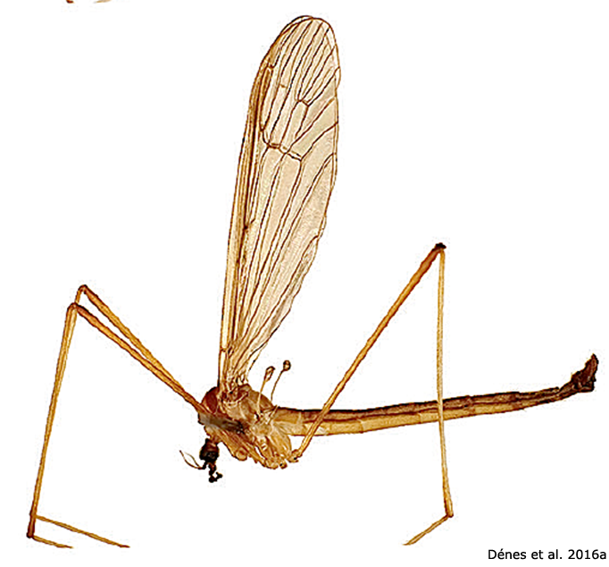 habitus - male