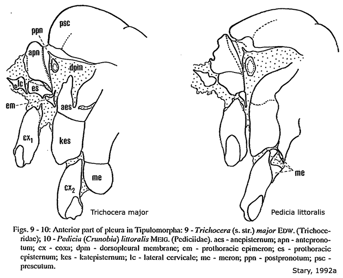 body part(s) - thorax