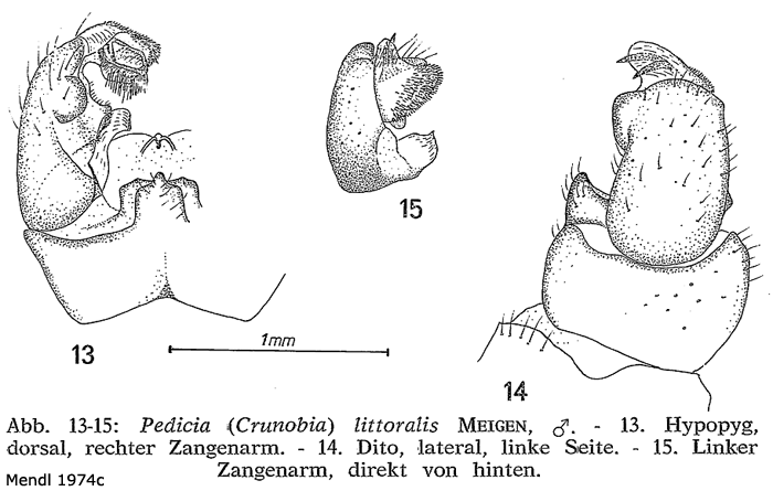 hypopygium