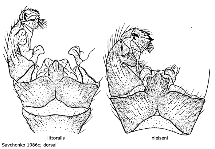 hypopygium