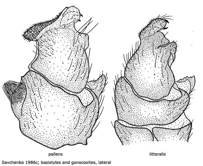 hypopygium