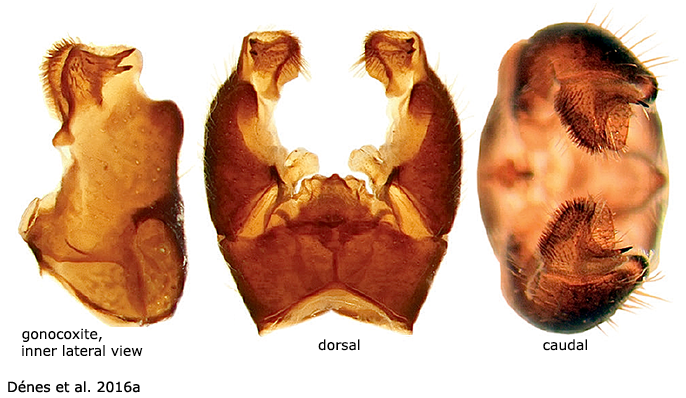 hypopygium