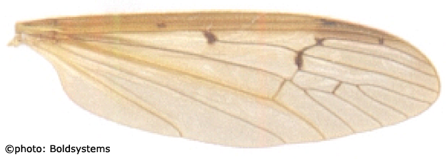 wing