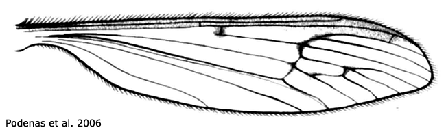 wing