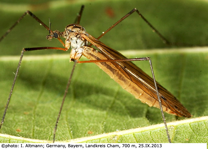 habitus - female