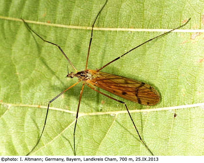 habitus - female