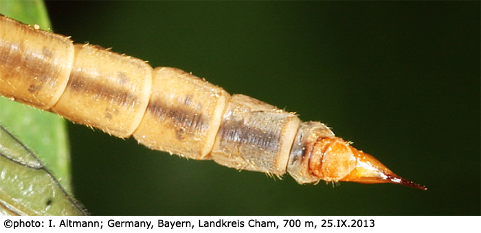 body part(s) - abdomen