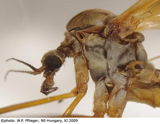 body part(s) - head and thorax
