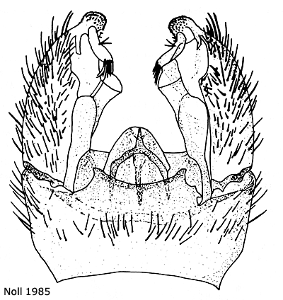 hypopygium