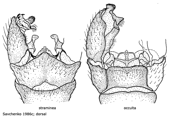 hypopygium