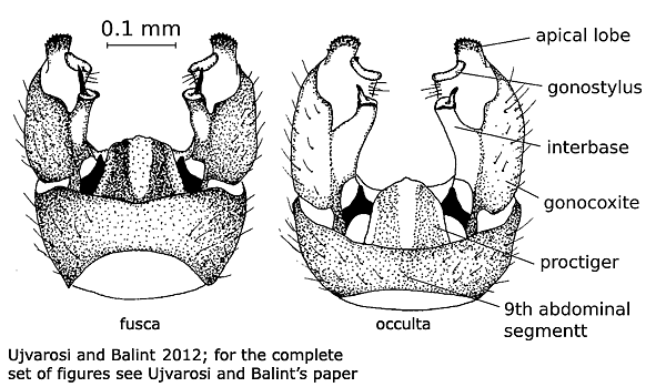 hypopygium