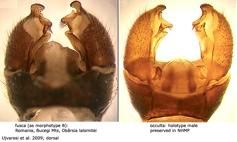 hypopygium