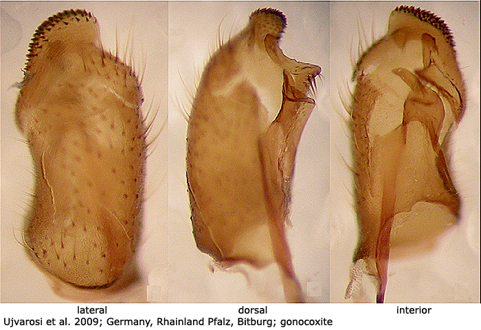hypopygium