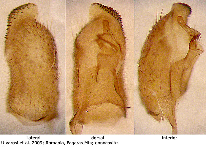 hypopygium