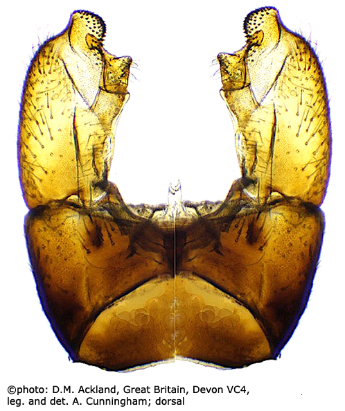 hypopygium