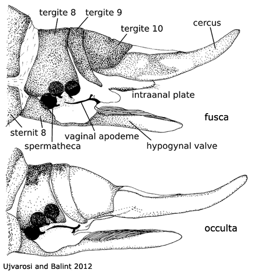 ovipositor