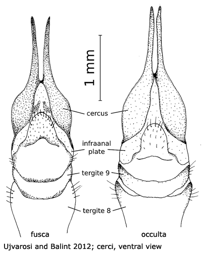 ovipositor
