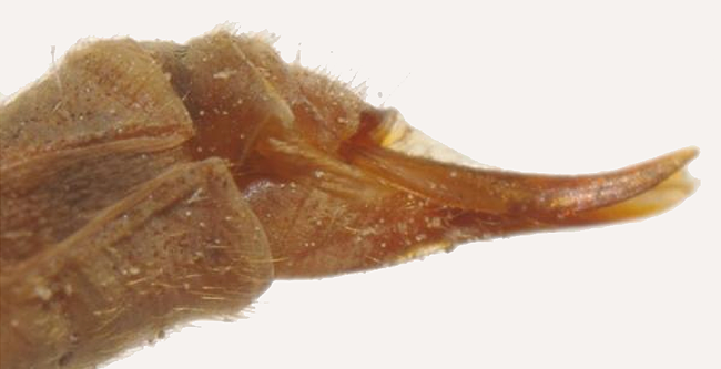 ovipositor