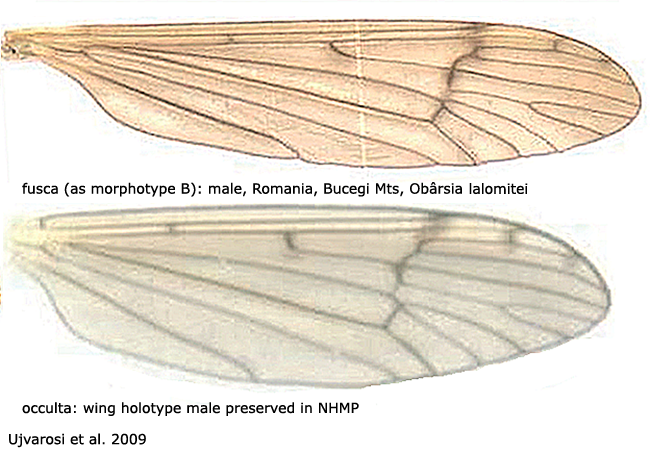 wing