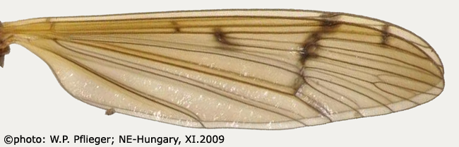 wing