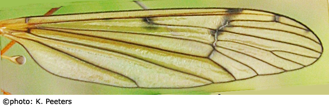 wing