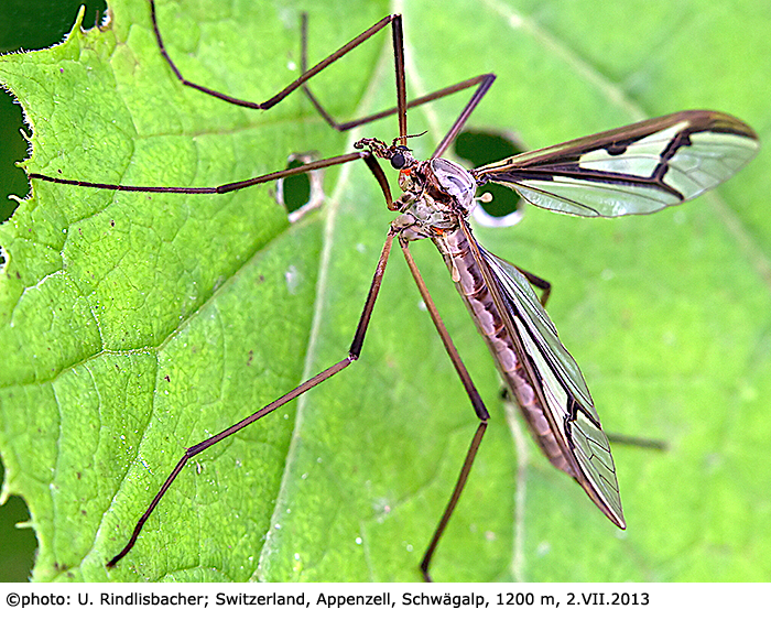 habitus - female