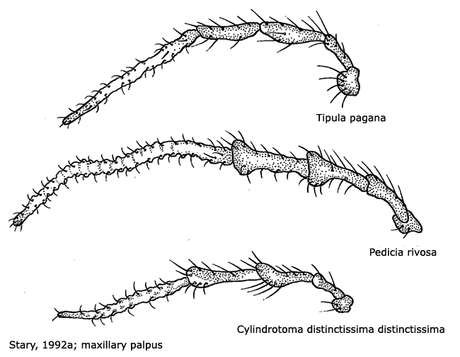 body part(s) - head