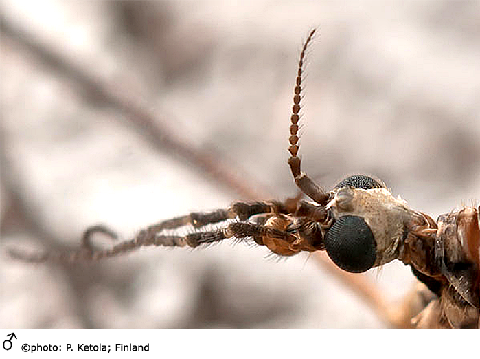 body part(s) - head and antenna