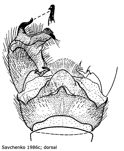 hypopygium