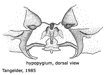 hypopygium