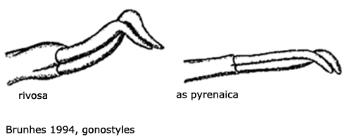hypopygium