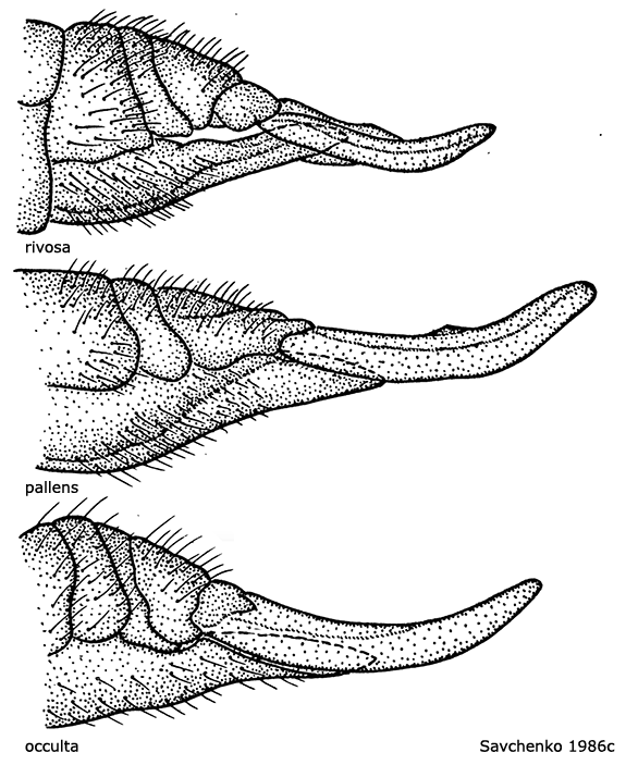 ovipositor