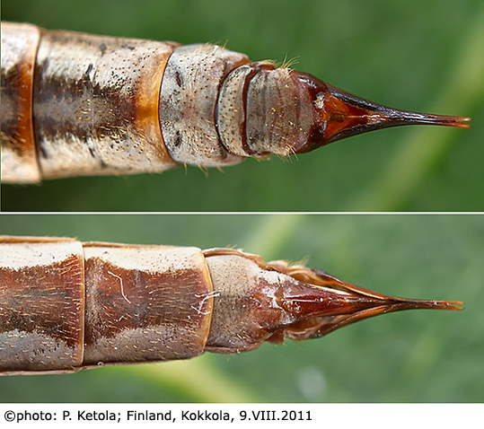 ovipositor