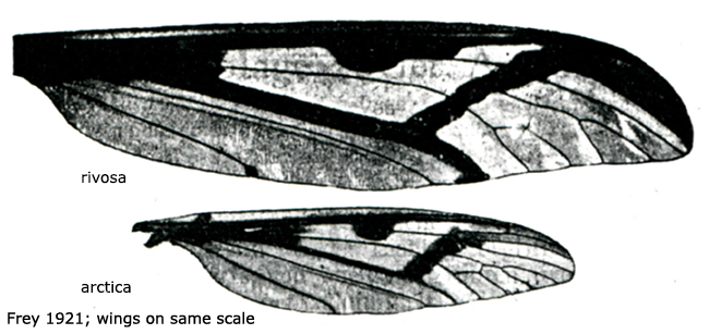 wing
