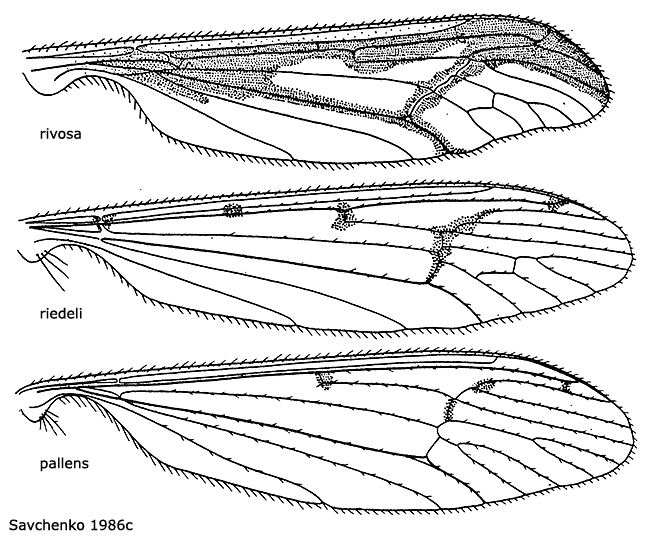 wing