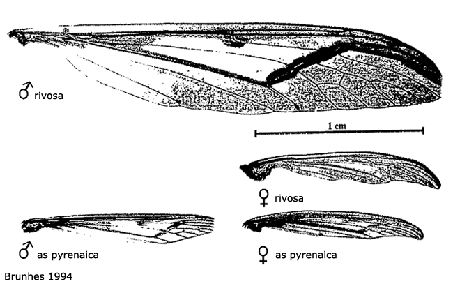 wing
