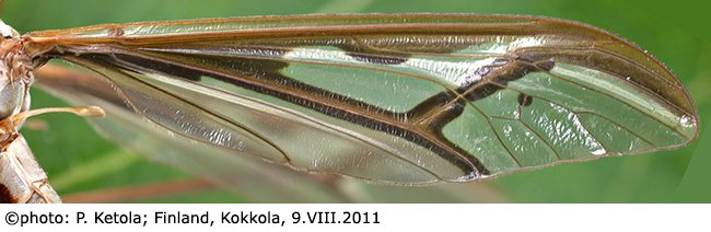 wing