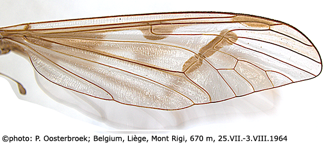 wing